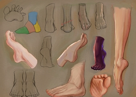 Foot anatomy