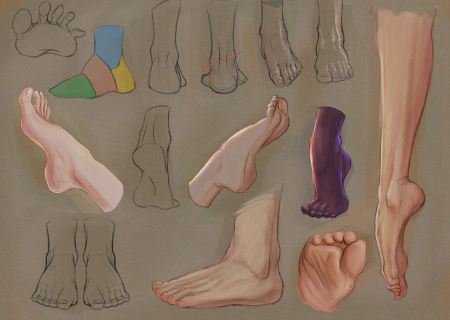 Foot anatomy